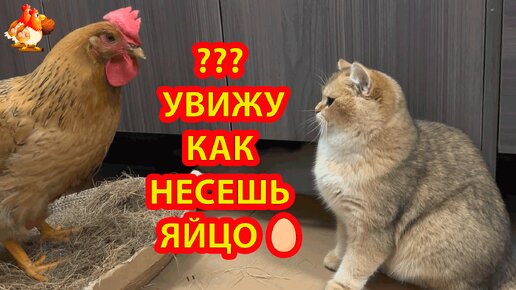 Кошки пришли смотреть как курица несет яйцо 🥚 Кот не дает сосредоточиться 😻 Несушка снеслась ❗