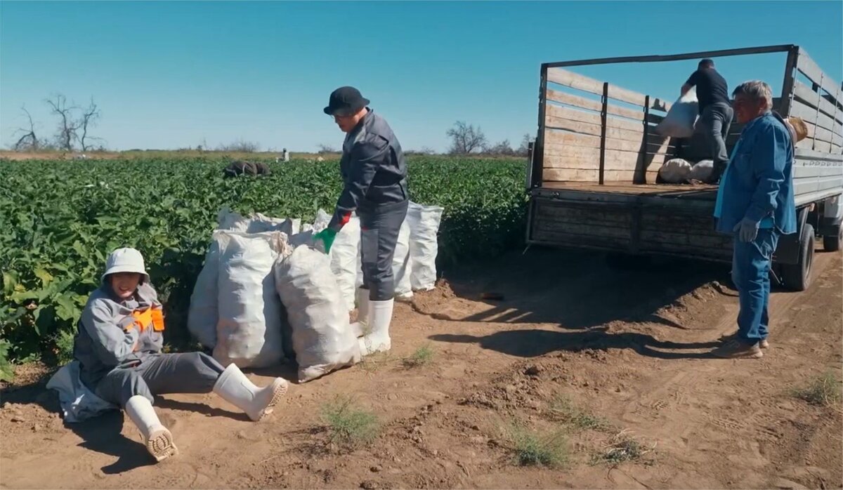 Сбор урожая баклажанов - очень нелегкое дело. 