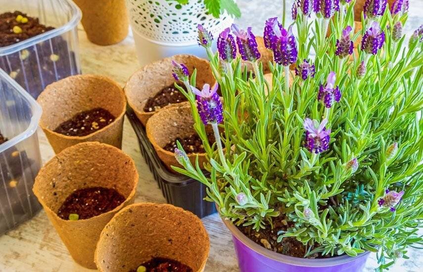 Рассада цветов в феврале. Посадка цветов на клумбе. Какие цветы можно посадить в декабре. Сеем цветы в декабре. Всходы однолетников.