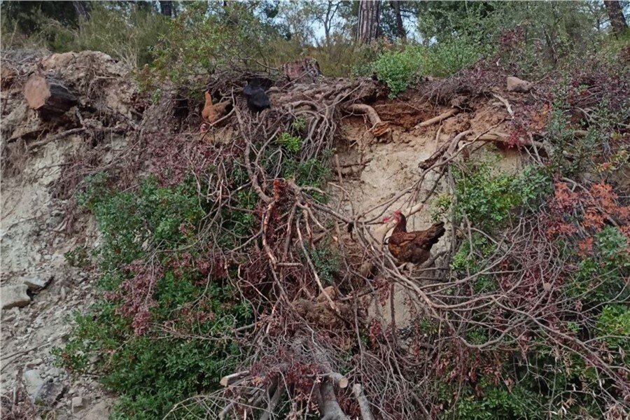Домашние курицы в Анталии гуляют сами, где хотят. Залазишь в гору, и на тебя вываливается «птицефабрика»
