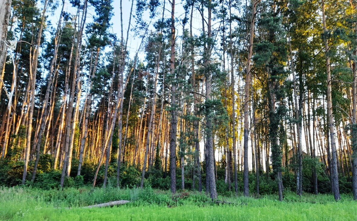 Фото: РБК Черноземье