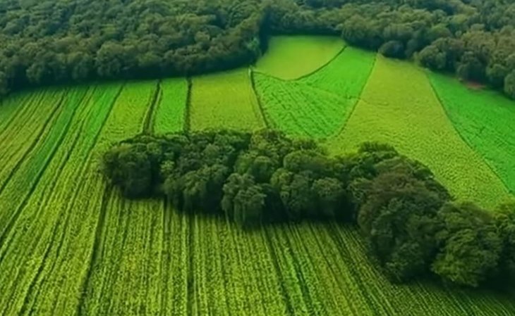    Микробные инокулянты стремятся в будущее для защиты культур от широкого спектра стрессов