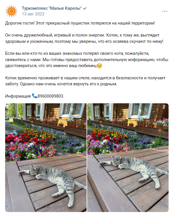 Ищем хозяев Бегемота
