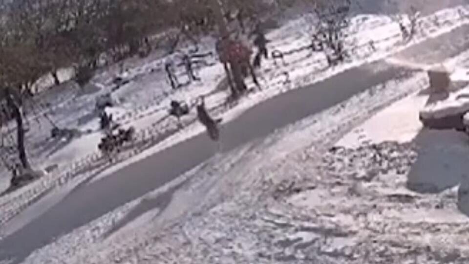 Фото: © Скриншот видео