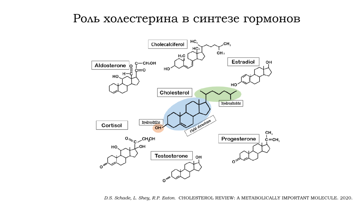 Все о холестерине: что это такое и нужно ли его снижать