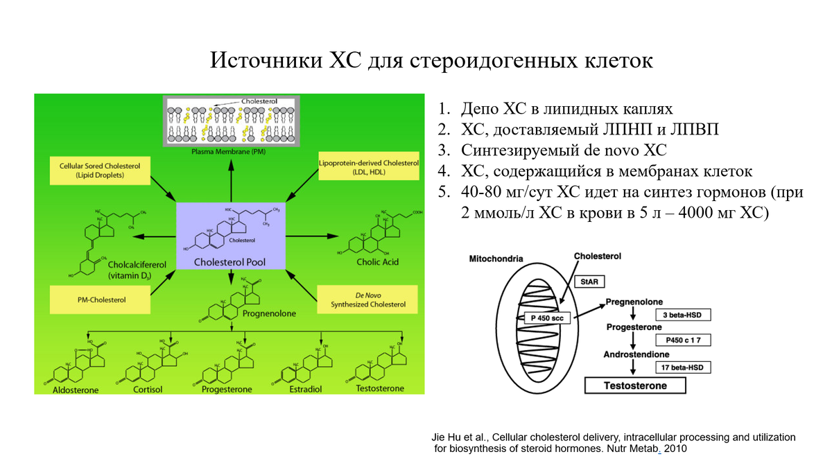 Холестерин тестостерон