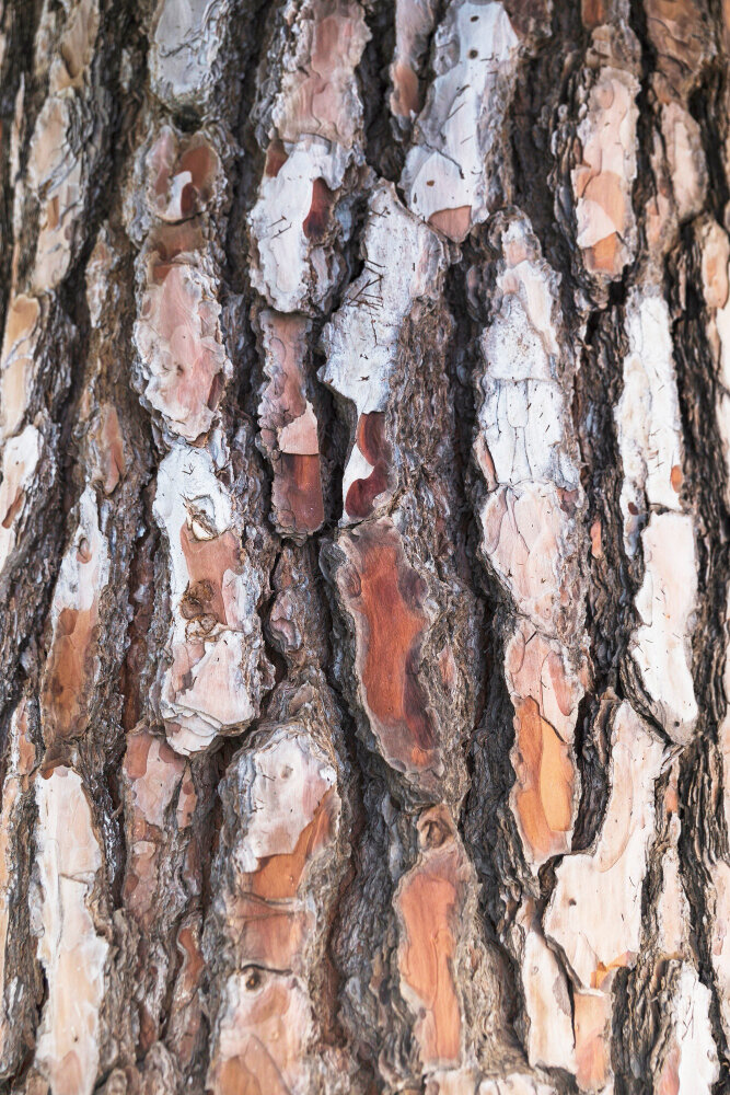 Изображение от <a href="https://ru.freepik.com/free-photo/close-up-tree-bark-texture_2391002.htm#page=2&query=%D0%B4%D1%80%D0%B5%D0%B2%D0%B5%D1%81%D0%BD%D0%B0%D1%8F%20%D0%BA%D0%BE%D1%80%D0%B0&position=6&from_view=search&track=ais&uuid=64ca235c-1243-4bdf-aa79-86b96631cb4d">Freepik</a>