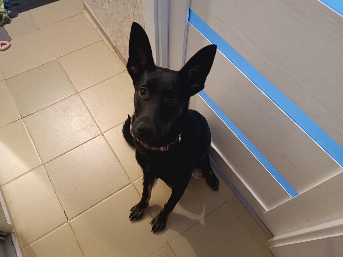 Мой Добер ему 9 месяцев