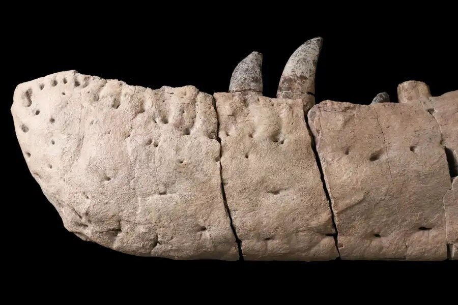 Нижняя челюсть нового вида тираннозавра.