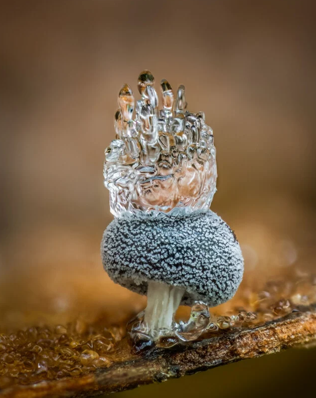    Категория «Грибы». Barry Webb, cupoty.com