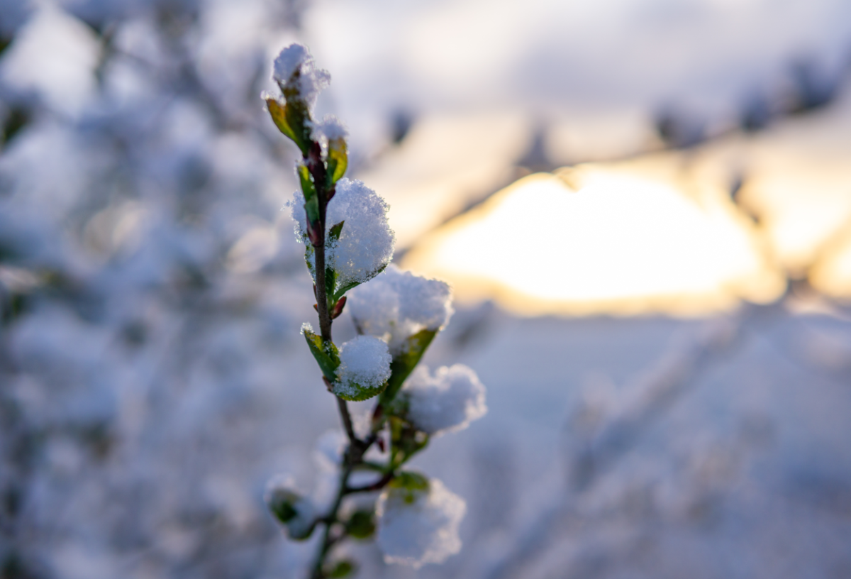    В Хабаровске начало выходных будет солнечным и морозным