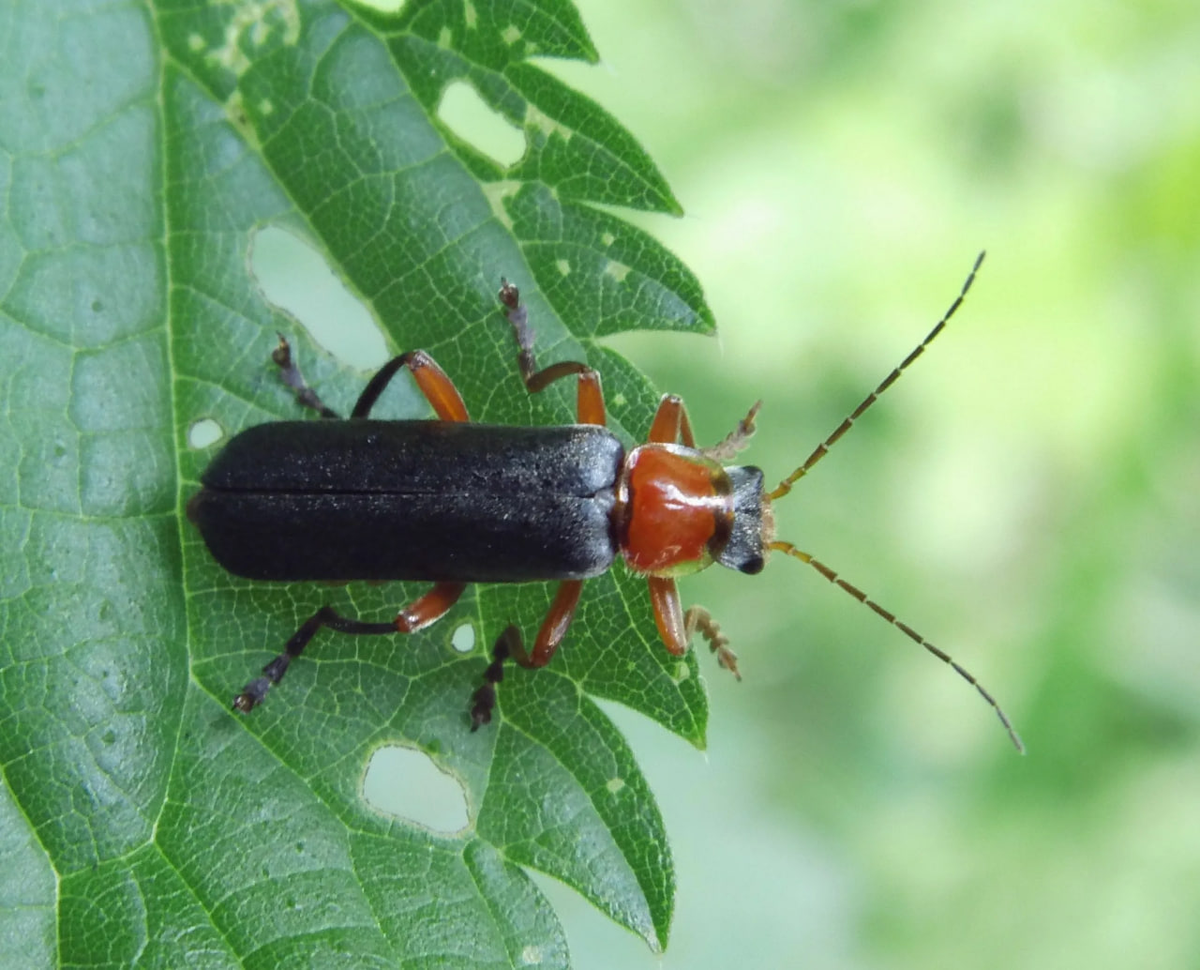 Cantharis rustica Fallen, 1807 - автор фото В.И.Гуменюк