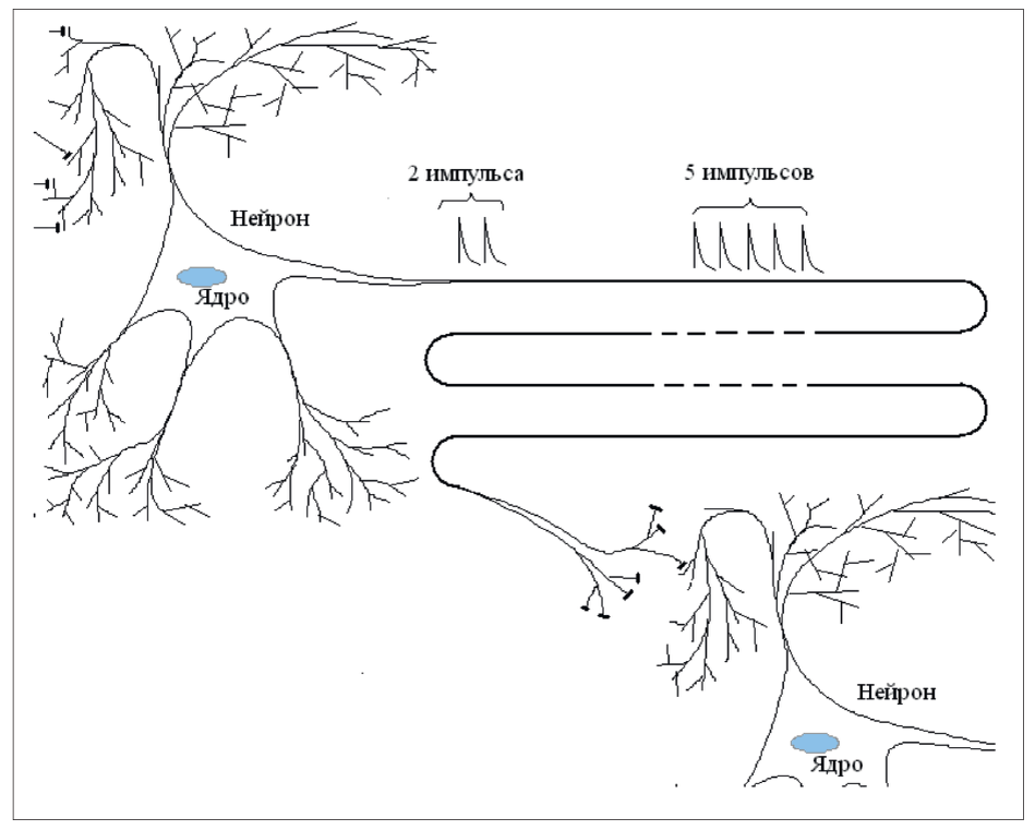 Рис. 1. Естественный нейрон одновременно является и вычислителем, и "модемом" передачи данных по длинной линии – аксону (импульсы – это вынужденный прием, являющийся следствием отсутствия "батареек" внутри "нейромодема")