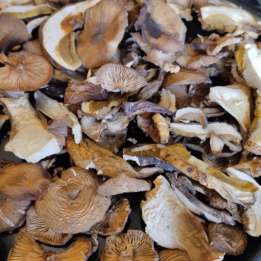 Сушеные грибы