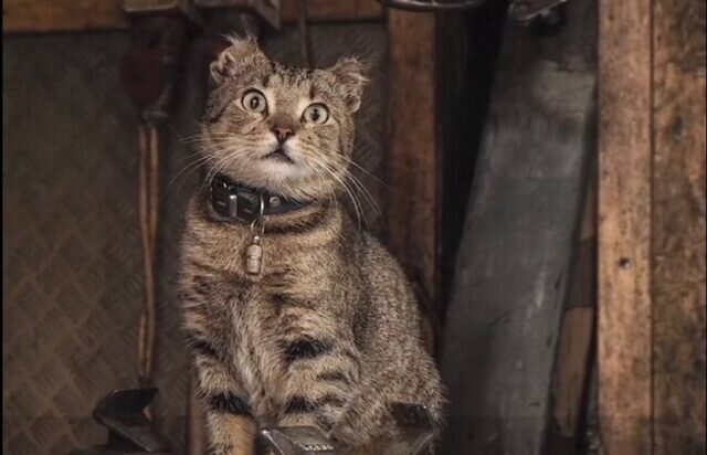    Фото: скриншот видео «Фонтанка»