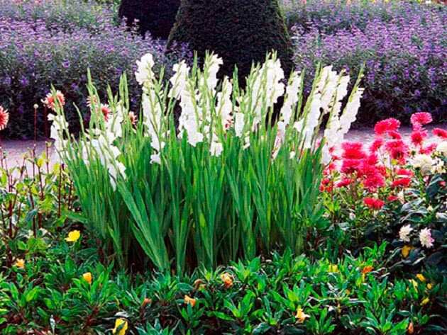 Красота и элегантность: композиции с гладиолусами для всех случаев