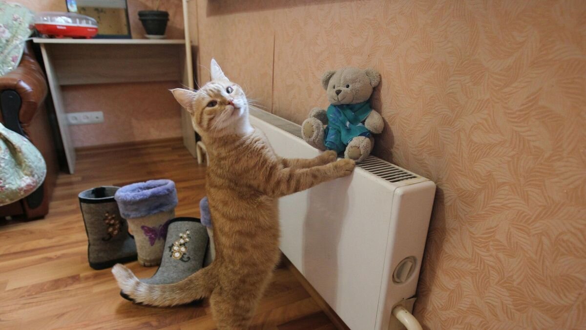     Кошка у батареи. Источник: ria.ru Автор фото: Мария Девахина