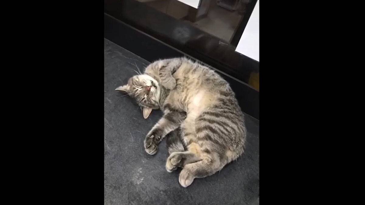    Фото: Youtube / ЕНОТЫ РФ