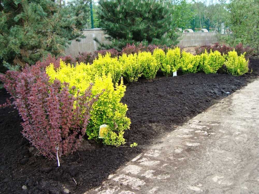 Оптимальное расстояние между растениями