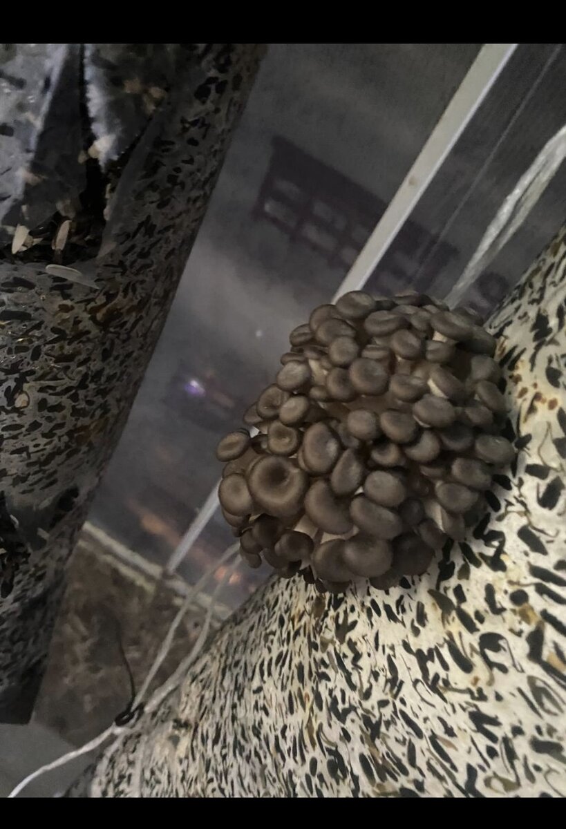 Выход Грибов 