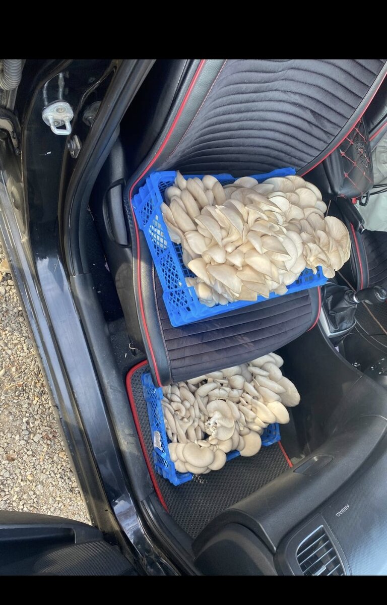 Готовые грибы на продажу