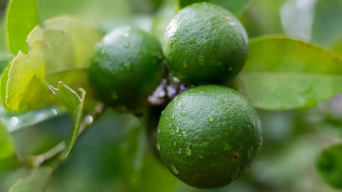 Фото:kroshka__nastya/Freepik В субтропическом научном центре РАН вывели новую форму гигантского бергамота