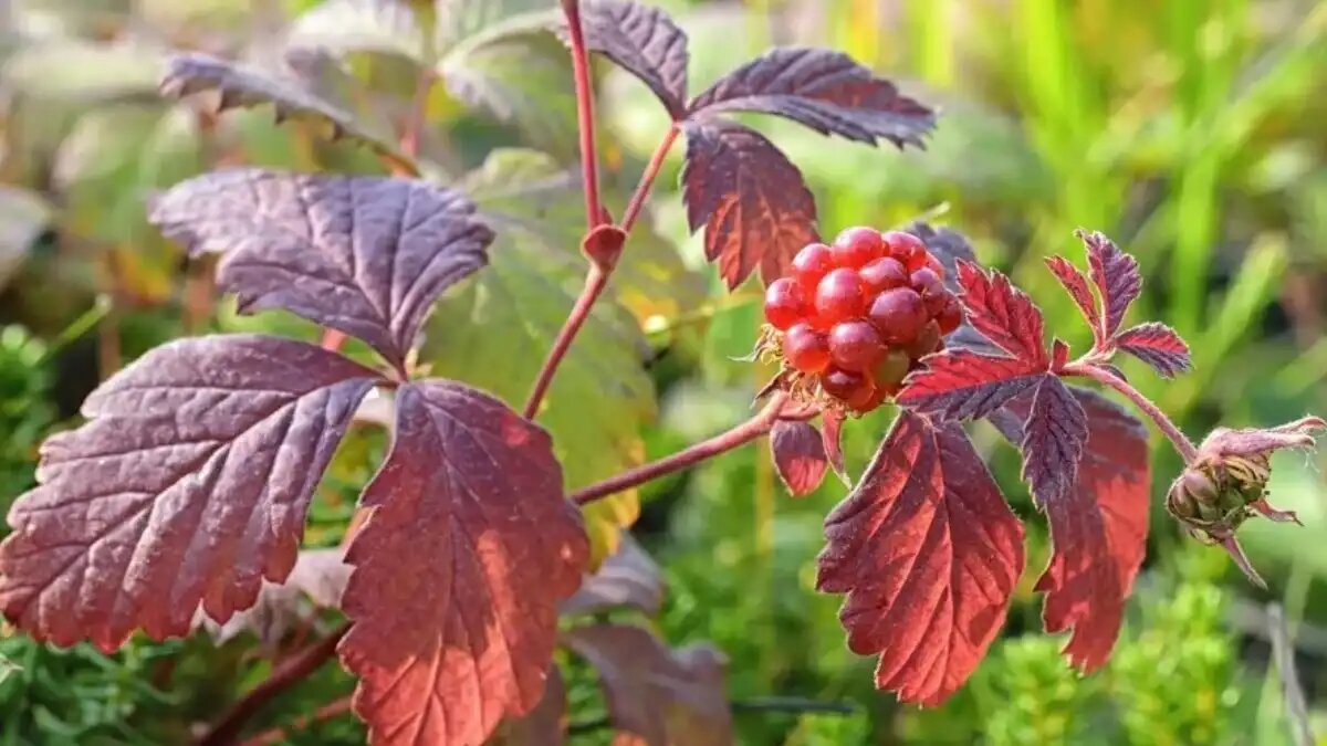 Фото:© iStock.com / bksrus Ученые клонировали княженику с улучшенными свойствами