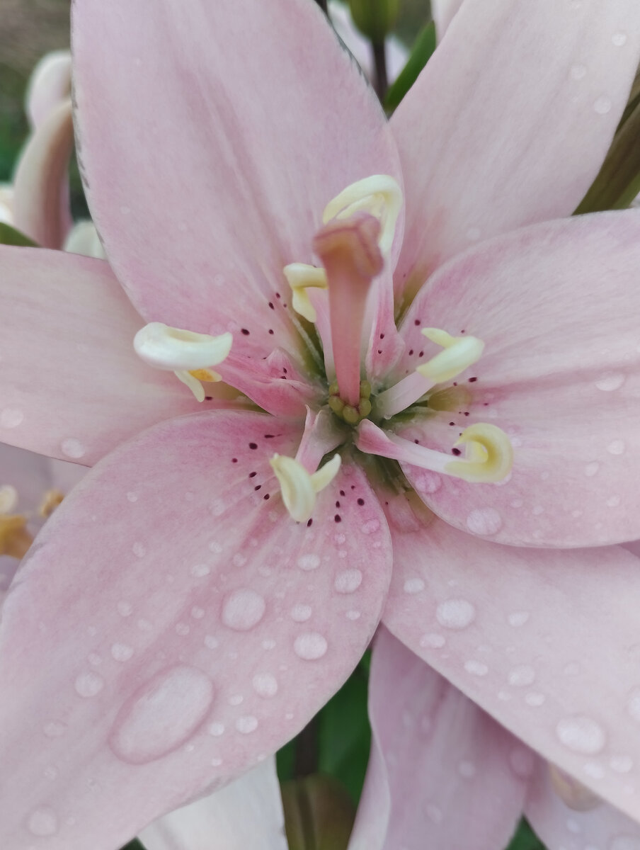 Фото автора.. 