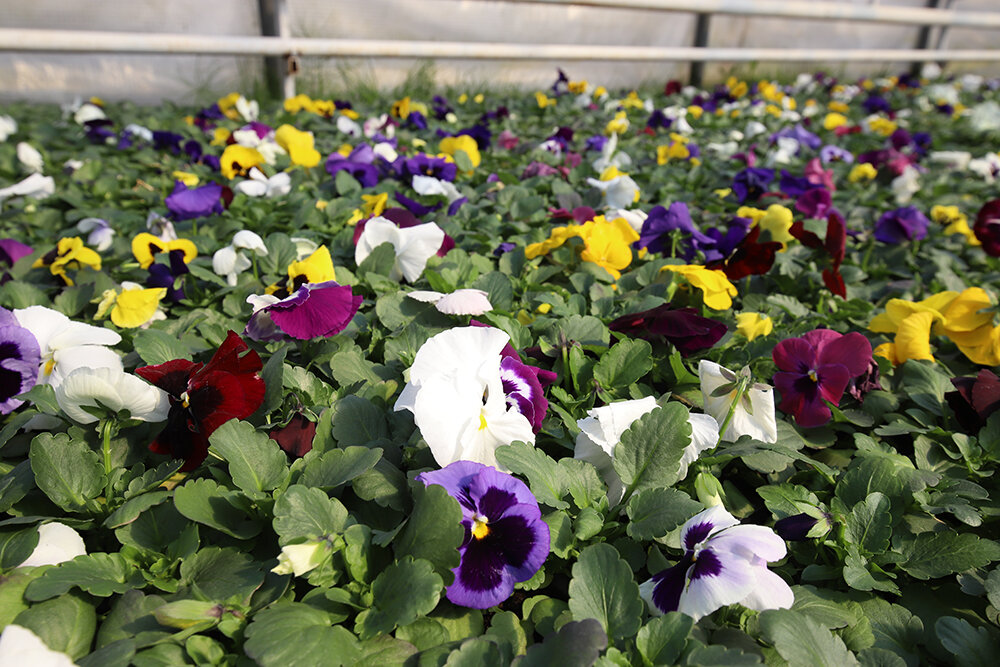    Чтобы так называемые анютины глазки расцвели сразу после высадки в открытый грунт, их высевают в последней декаде января. Фото:  АиФ/ Кирилл Журавок