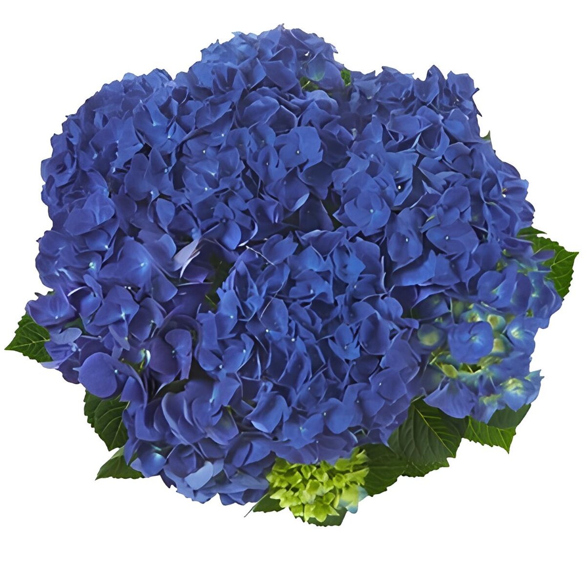 Jip Blue соцветие