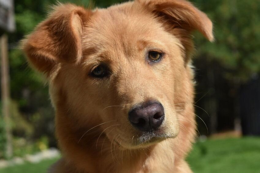 Из сети Интернет. Просто добрый пёс.