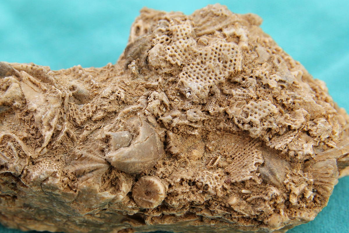 Какие породы образуются из останков живых. Мшанка морская окаменевшая. Коралл Мшанка окаменелость. Известняк ракушечник Горная порода. Ракушечник окаменелость известняк.