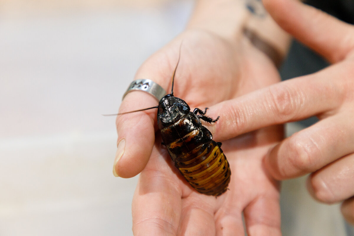 Тараканы дома к чему это. Тараканы дома к чему это. Квартирные тараканы. Гнездо таракана прусака. Тараканы дома к чему это.