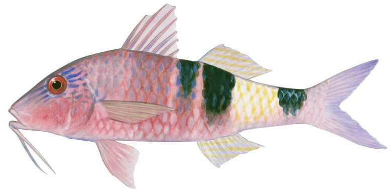 Parupeneus multifasciatus