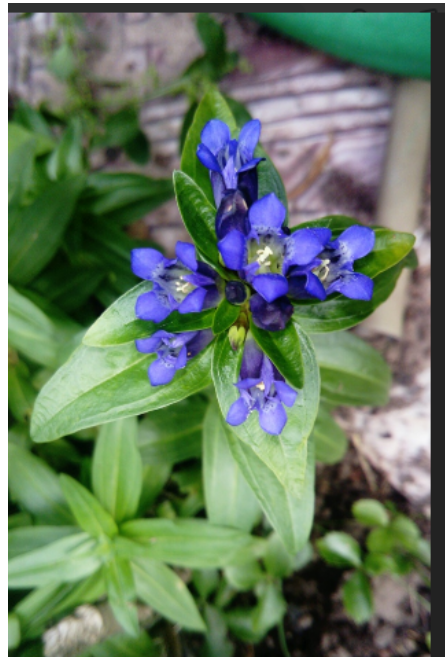 Проект на тему почему пахнут цветы. Говорят ли цветы. Росток дерева. Растения общаются. 7 предложений мне цветочки.