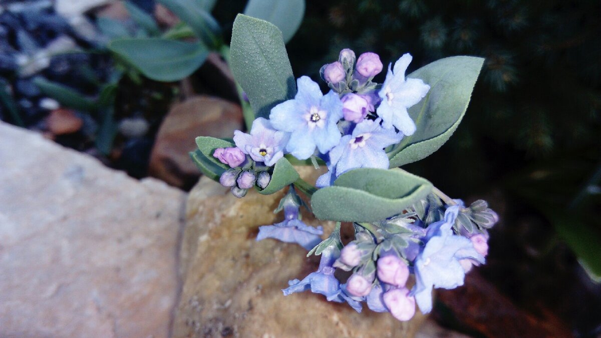 Синий цвет 36. Матовая бмв е39. Estoril blau е36. Бмв е34 гтр. Синий цвет 36.