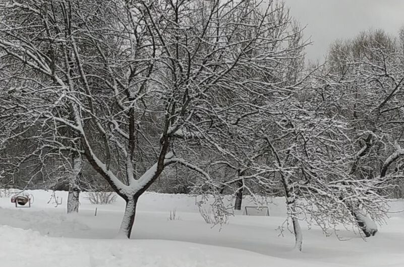 Снега на ветках не много.