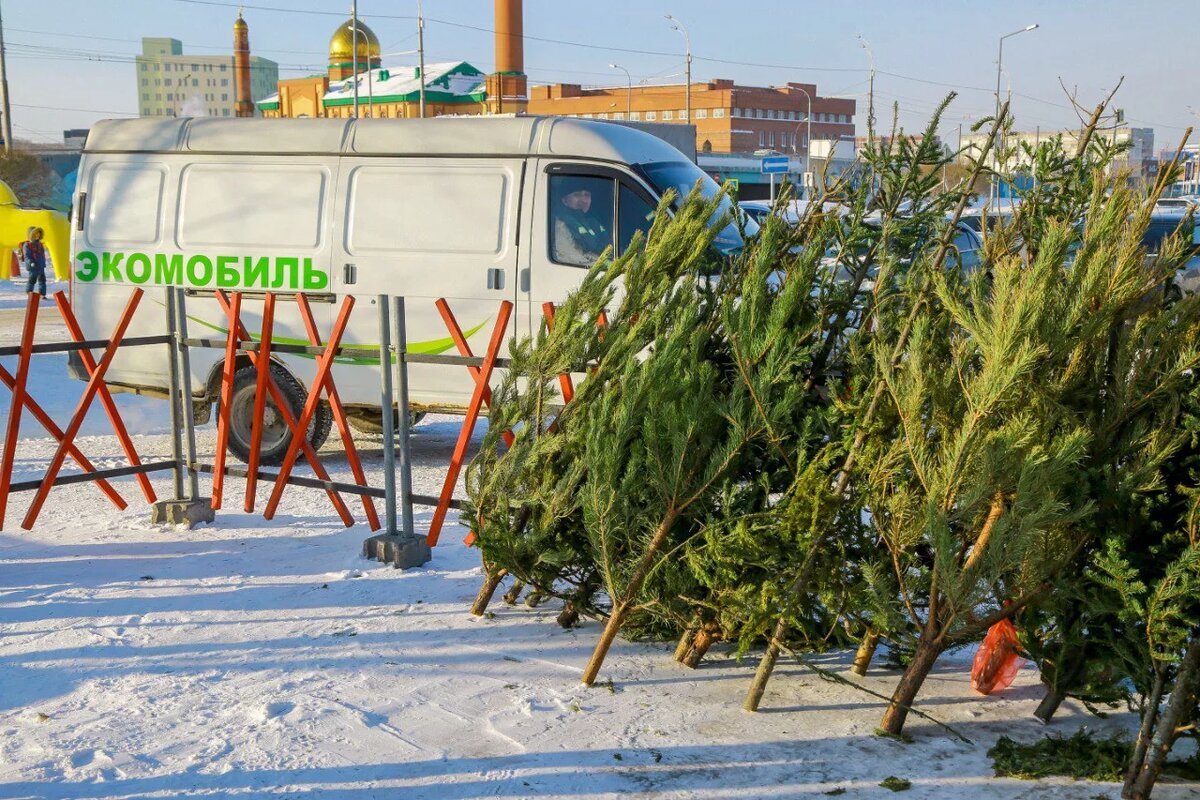 Бесплатный кофе: первый пункт приема елок открыли в Новосибирске | НДН.ИНФО  | Дзен