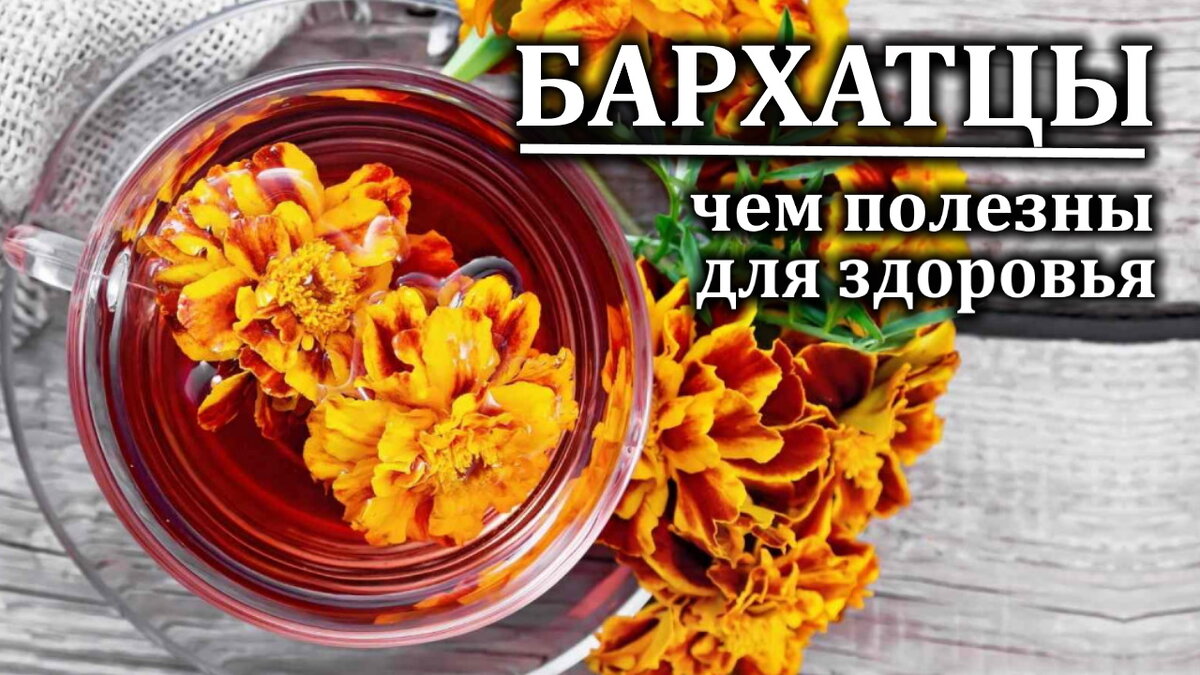 Цветы бархатцы лечебные