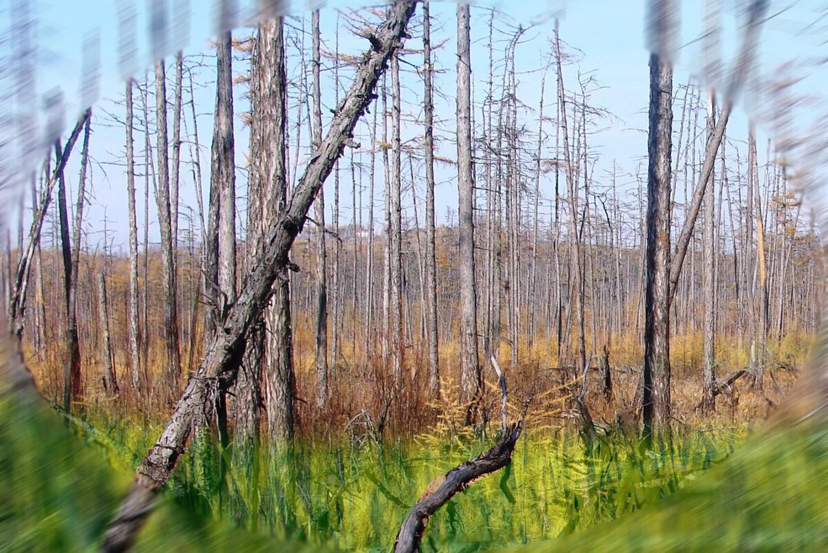 Весной всё может выглядеть по-новому... Коллаж из сетевых файлов