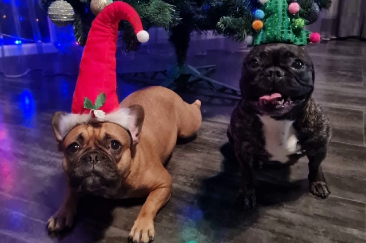    Порода – не панацея.