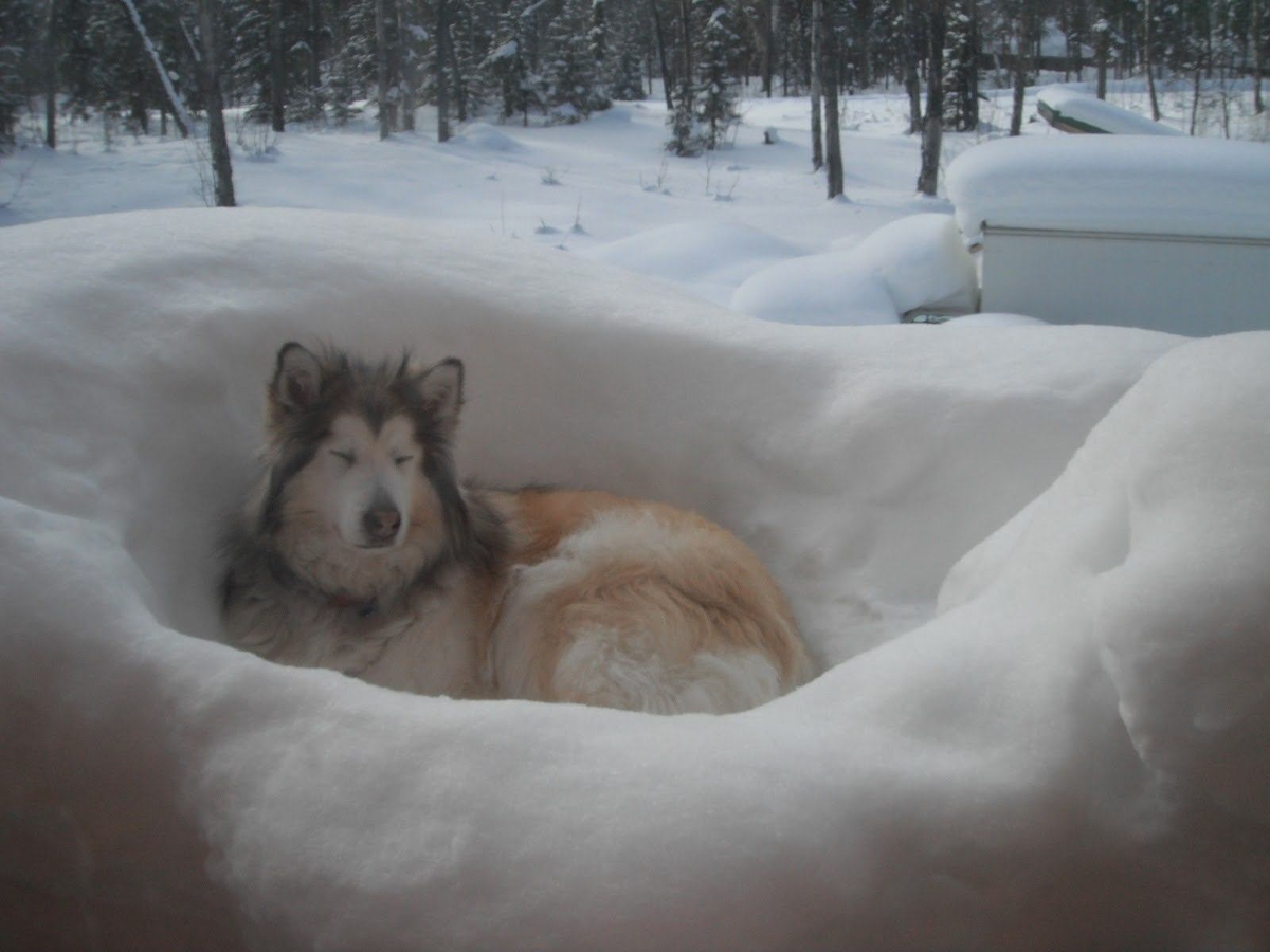 Пока ваши питомцы нежатся на подушках, ривер хаски спят в самодельном гнезде из снега!