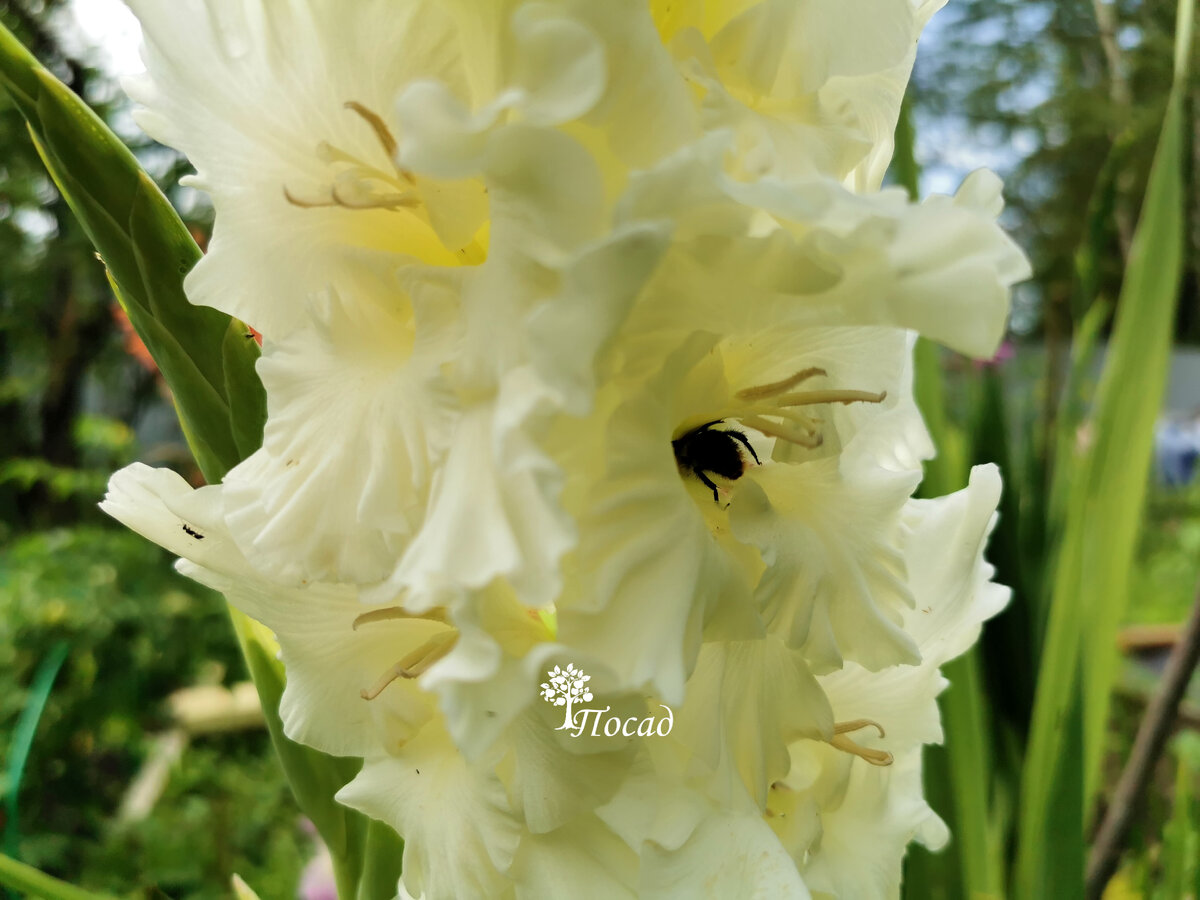 Выкапывание тюльпанов. Хранение луковиц. Уборка огорода осенью. Каллы выкопка и хранение. Сон картошка крупная на земле.