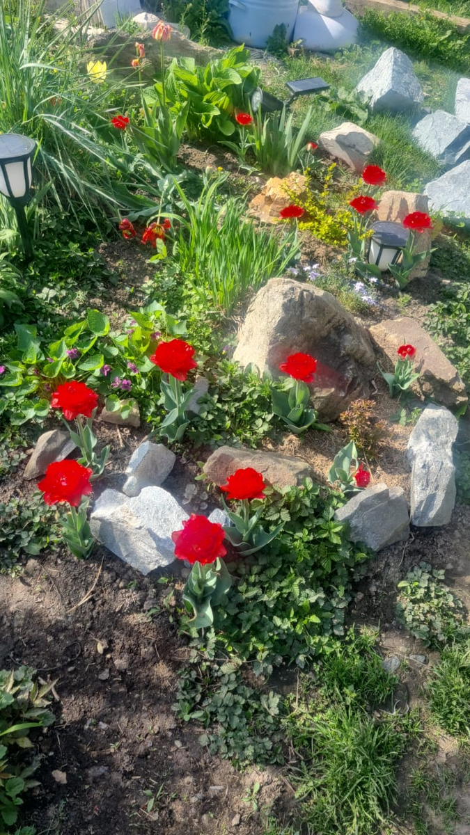 Моя клумба возле крыльца | Волшебный сад | Дзен