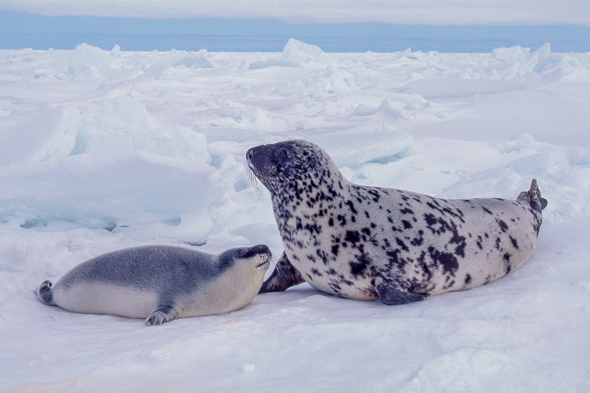 — Мам, а когда я вырасту, у меня будет здоровенная сопля, как у папы? — Нет, Наташа, у тебя будут красивые глаза, как у меня.