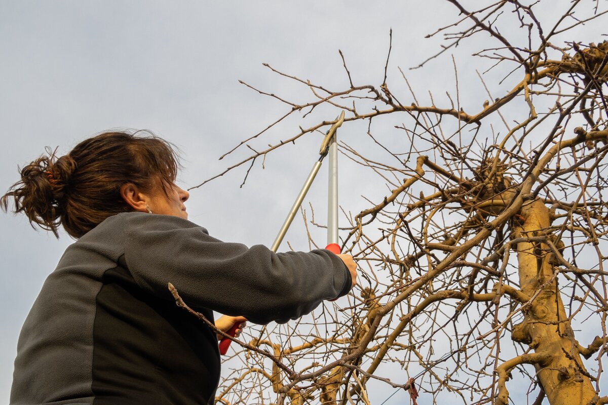     Когда начинать обрезку плодовых деревьев весной: советы опытных садоводов