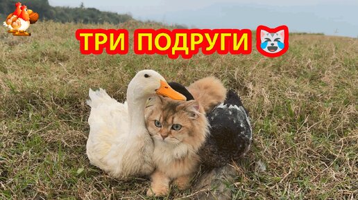 Три подруги на прогулке 😹 Кошка и утки гуляют на дороге у речки 😂 и отдыхают в траве на берегу 🤗