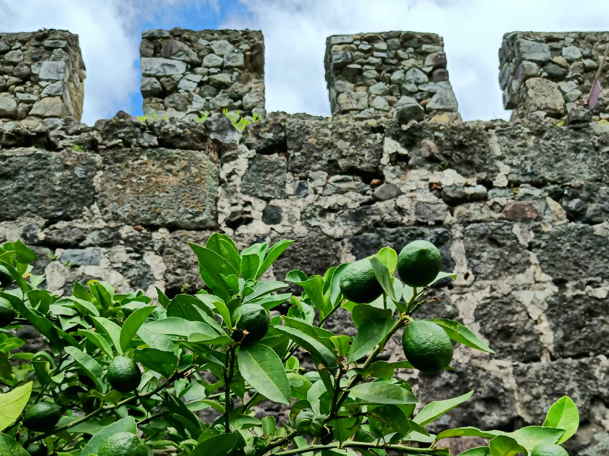 Лимоны зреют на территории крепости Гонио