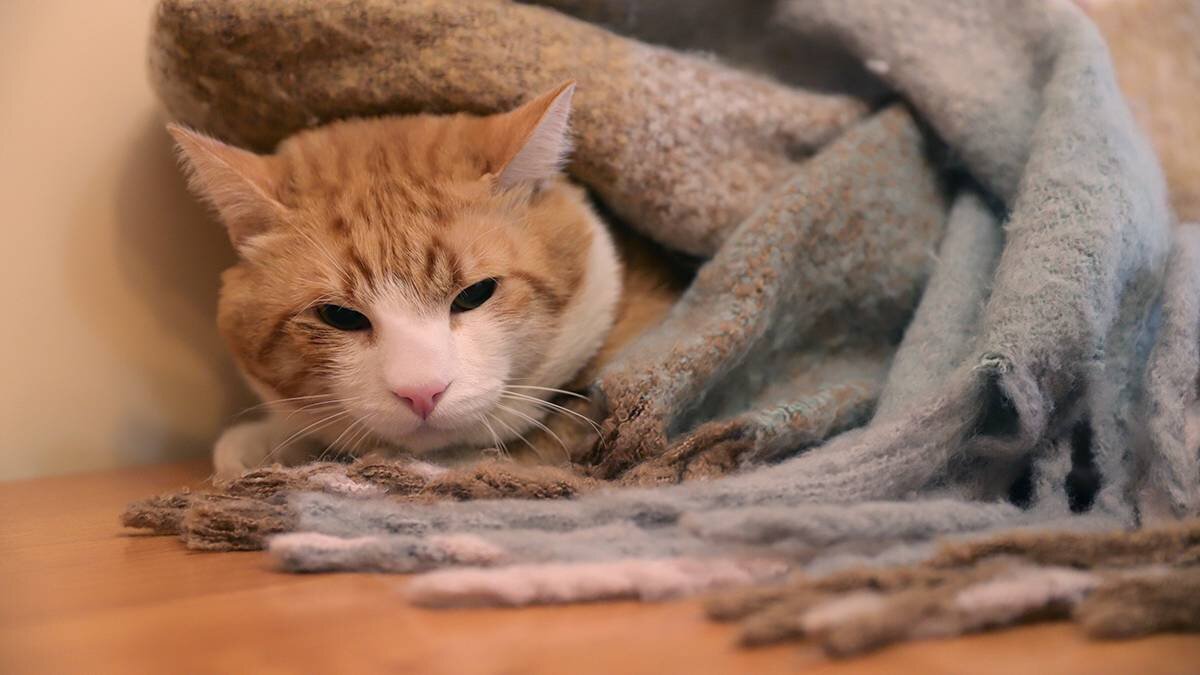    Фото: Анатолий Цымбалюк / Вечерняя Москва