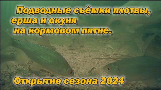 Подводные съёмки плотвы, ерша и окуня на кормовом пятне. Открытие сезона 2024